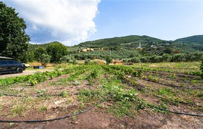 C21 Cius; Togg Kurşunlu Yoluna Cephe 3 Tapu Toplam 17.861 m2