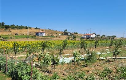C21 BAL'DAN KARESİ KIRMIZILAR MAH.DE SATILIK KÖŞE PARSEL ARSA