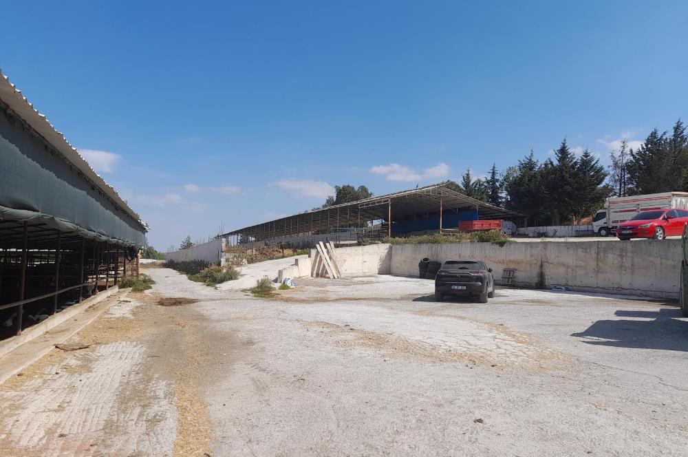 BALIKESİR SUSURLUK'TA 12.492m²/7.000m² KAPALI ALANI OLAN ŞİRKET İLE BİRLİKTE SATILIK ÇİFTLİK C21 BAL'DA