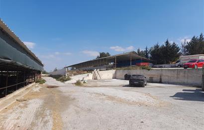 BALIKESİR SUSURLUK'TA 12.492m²/7.000m² KAPALI ALANI OLAN ŞİRKET İLE BİRLİKTE SATILIK ÇİFTLİK C21 BAL'DA