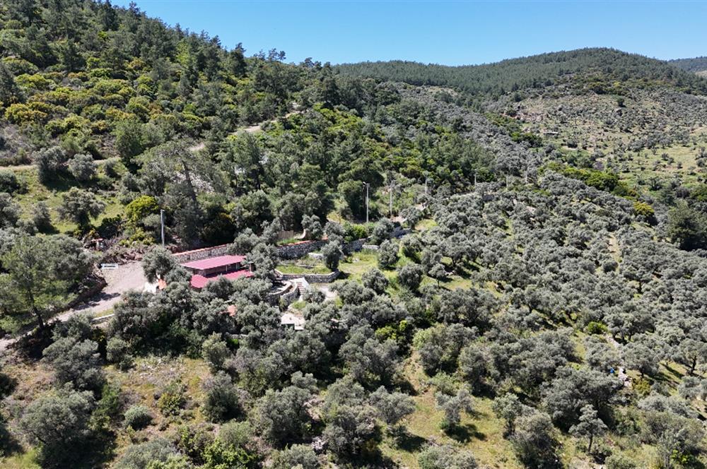 Fethiye İnlice Mevkii Satılık Elektrikli ve Yolu Açık Zeytinlik
