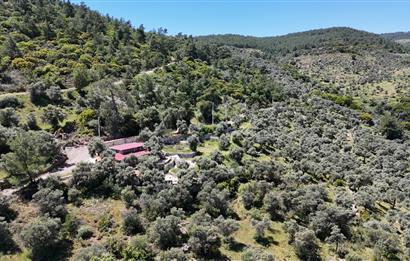 Fethiye İnlice Mevkii Satılık Elektrikli ve Yolu Açık Zeytinlik