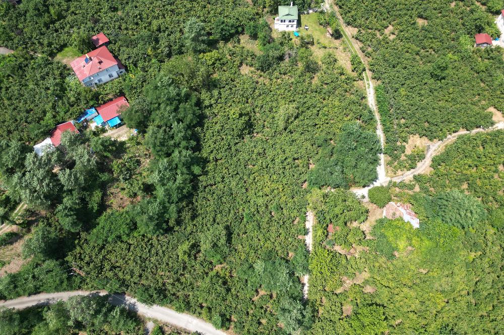 CENTURY 21’DEN SATILIK FINDIK BAHÇESİ!