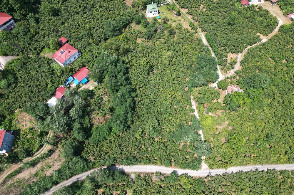 CENTURY 21’DEN SATILIK FINDIK BAHÇESİ!
