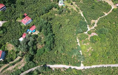 CENTURY 21’DEN SATILIK FINDIK BAHÇESİ!
