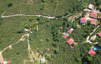 CENTURY 21’DEN SATILIK FINDIK BAHÇESİ!