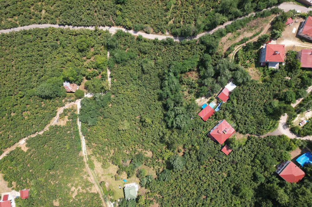 CENTURY 21’DEN SATILIK FINDIK BAHÇESİ!