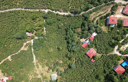 CENTURY 21’DEN SATILIK FINDIK BAHÇESİ!