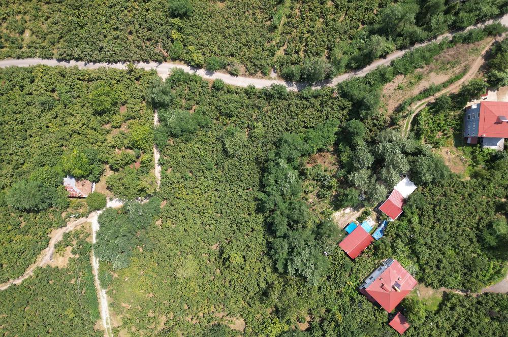 CENTURY 21’DEN SATILIK FINDIK BAHÇESİ!
