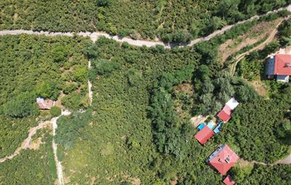 CENTURY 21’DEN SATILIK FINDIK BAHÇESİ!