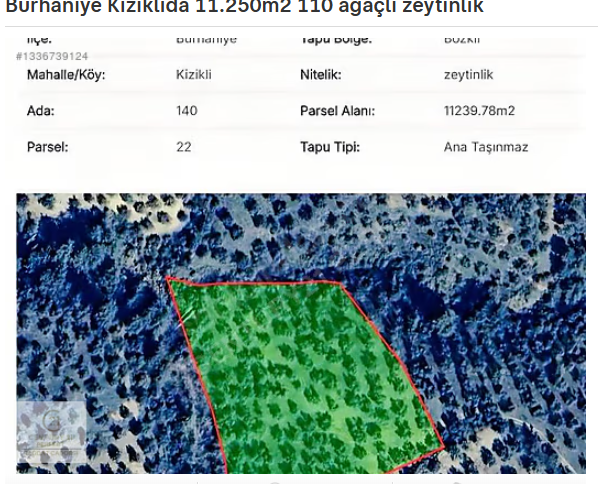 Burhaniye Kızıklıda 11.250m2 110 ağaçlı zeytinlik
