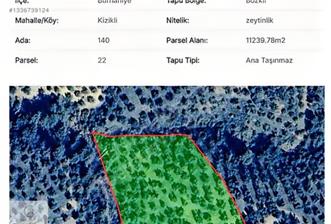 Burhaniye Kızıklıda 11.250m2 110 ağaçlı zeytinlik - 2 - 36716