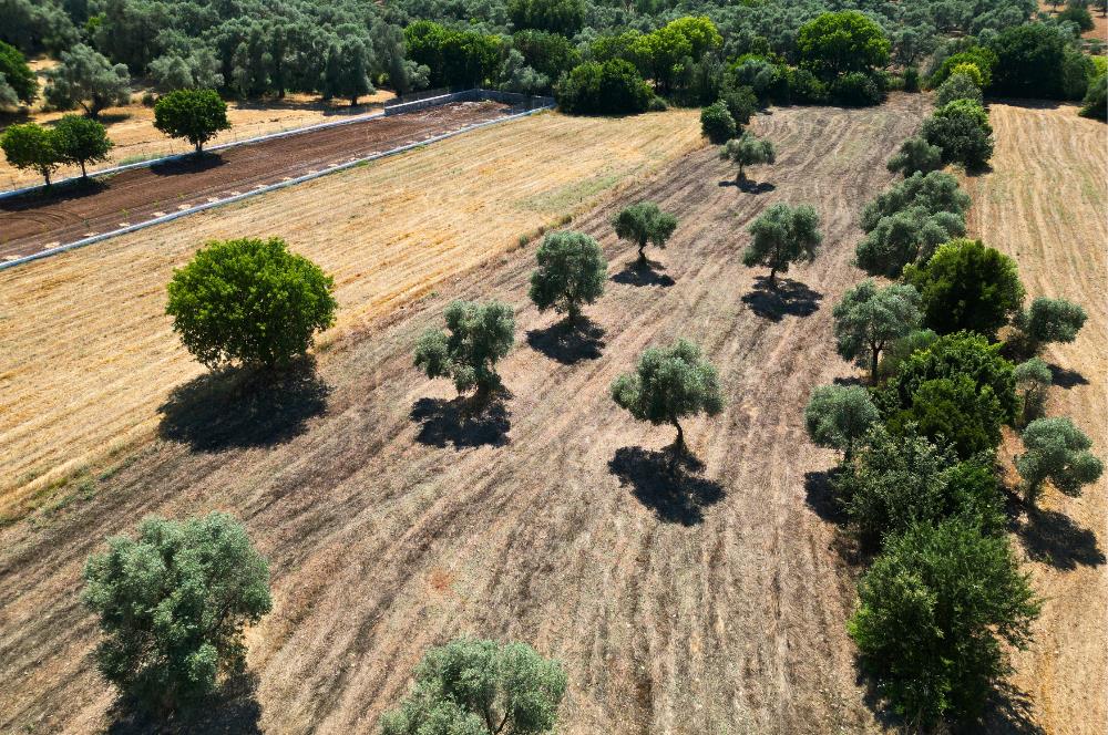 Muğla Bodrum Pınarlıbelen'de Satılık 4.539 m² Müstakil Arazi
