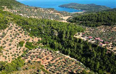 Muğla Akbük'te Satılık 2.951 m² Yatırımlık Arazi