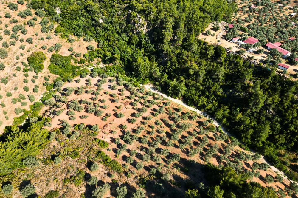 Muğla Akbük'te Satılık 2.951 m² Yatırımlık Arazi