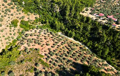 Muğla Akbük'te Satılık 2.951 m² Yatırımlık Arazi