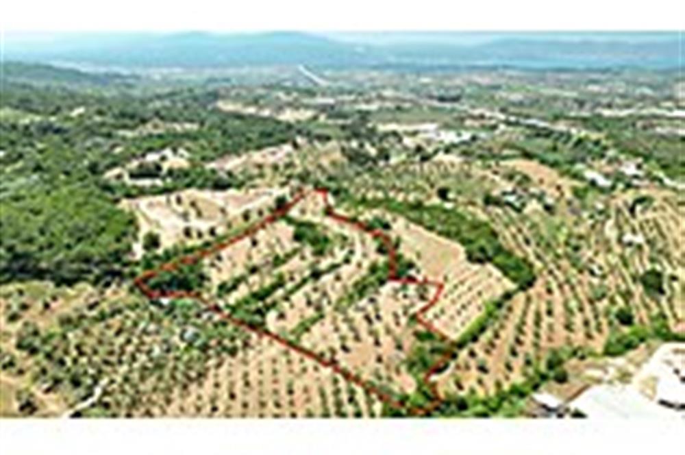 Urla Naipli'de Satılık Zeytinli Tarla