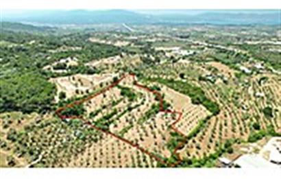 Urla Naipli'de Satılık Zeytinli Tarla