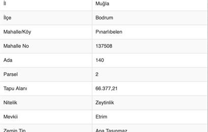 Bodrum Pınarlıbelen 140/2 | 66 Dönüm Satılık Zeytinlik