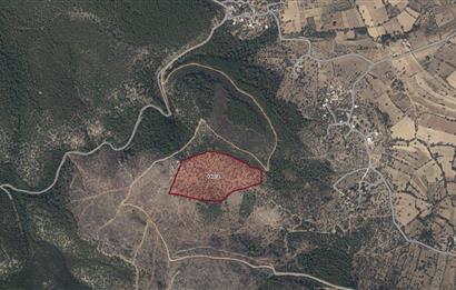 Bodrum Pınarlıbelen 140/2 | 66 Dönüm Satılık Zeytinlik