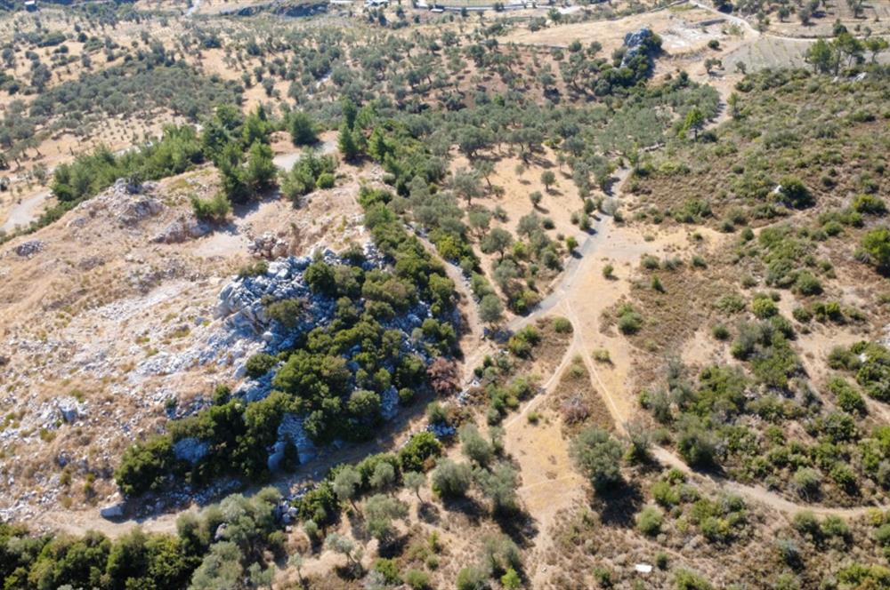 CENTURY21 'DEN MENDERES ÇATALCA'DA SATILIK ZEYTİN AĞAÇLI TARLA 