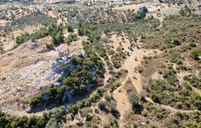 CENTURY21 'DEN MENDERES ÇATALCA'DA SATILIK ZEYTİN AĞAÇLI TARLA 