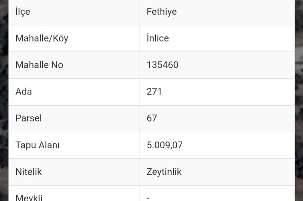 Fethiye İnlice Mevkii Satılık Elektrikli ve Yolu Açık Zeytinlik