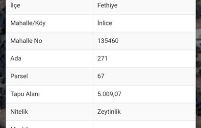 Fethiye İnlice Mevkii Satılık Elektrikli ve Yolu Açık Zeytinlik