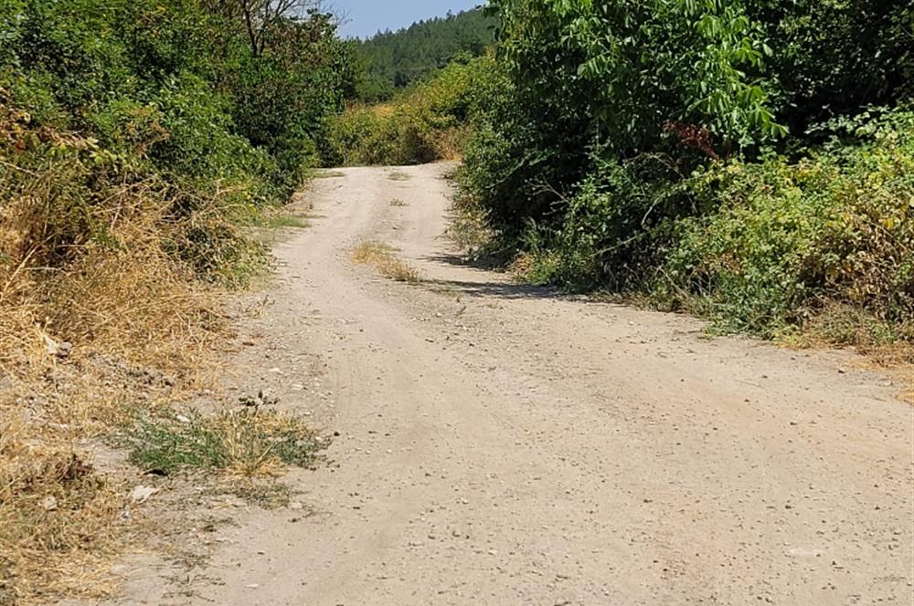 CENTURY21 BAL'DAN KİRAZPINAR MAH.DE SATILIK TARLA