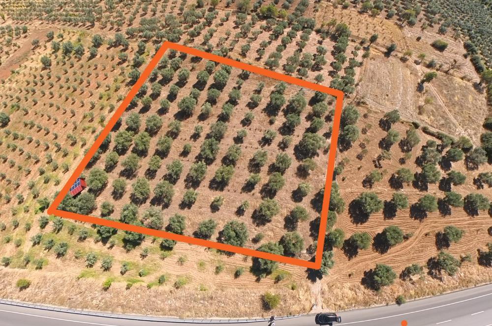 C21 LOFT'TAN TAVAS SEKİ'DE ANAYOLA CEPHELİ SATILIK ZEYTİNLİK