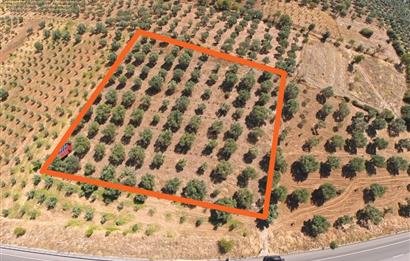 C21 LOFT'TAN TAVAS SEKİ'DE ANAYOLA CEPHELİ SATILIK ZEYTİNLİK