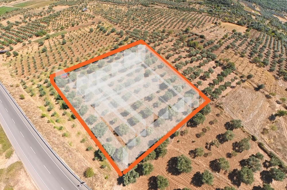 C21 LOFT'TAN TAVAS SEKİ'DE ANAYOLA CEPHELİ SATILIK ZEYTİNLİK