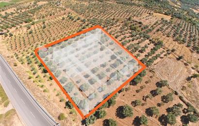 C21 LOFT'TAN TAVAS SEKİ'DE ANAYOLA CEPHELİ SATILIK ZEYTİNLİK