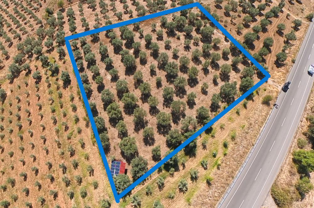 C21 LOFT'TAN TAVAS SEKİ'DE ANAYOLA CEPHELİ SATILIK ZEYTİNLİK