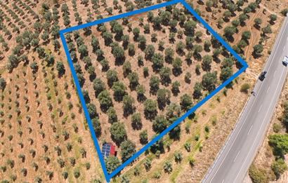 C21 LOFT'TAN TAVAS SEKİ'DE ANAYOLA CEPHELİ SATILIK ZEYTİNLİK