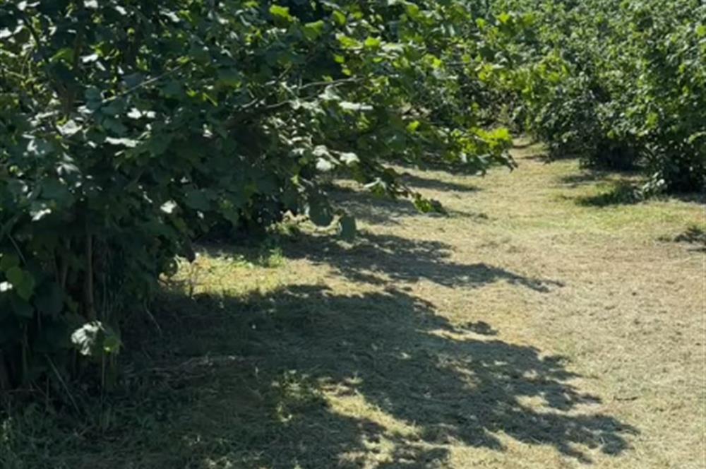 Sakarya Hendek Uzunçarşı Satılık 5.500.000 TL Bahçe