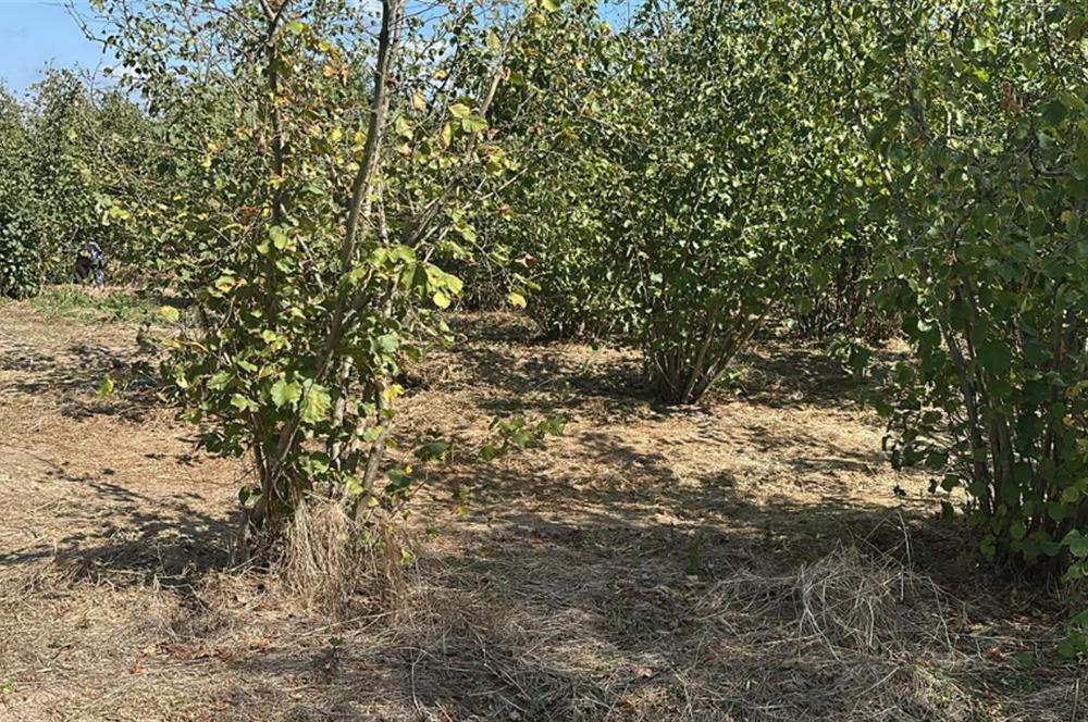 Sakarya Hendek Uzunçarşı Satılık 5.500.000 TL Bahçe