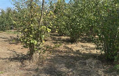 Sakarya Hendek Uzunçarşı Satılık 5.500.000 TL Bahçe