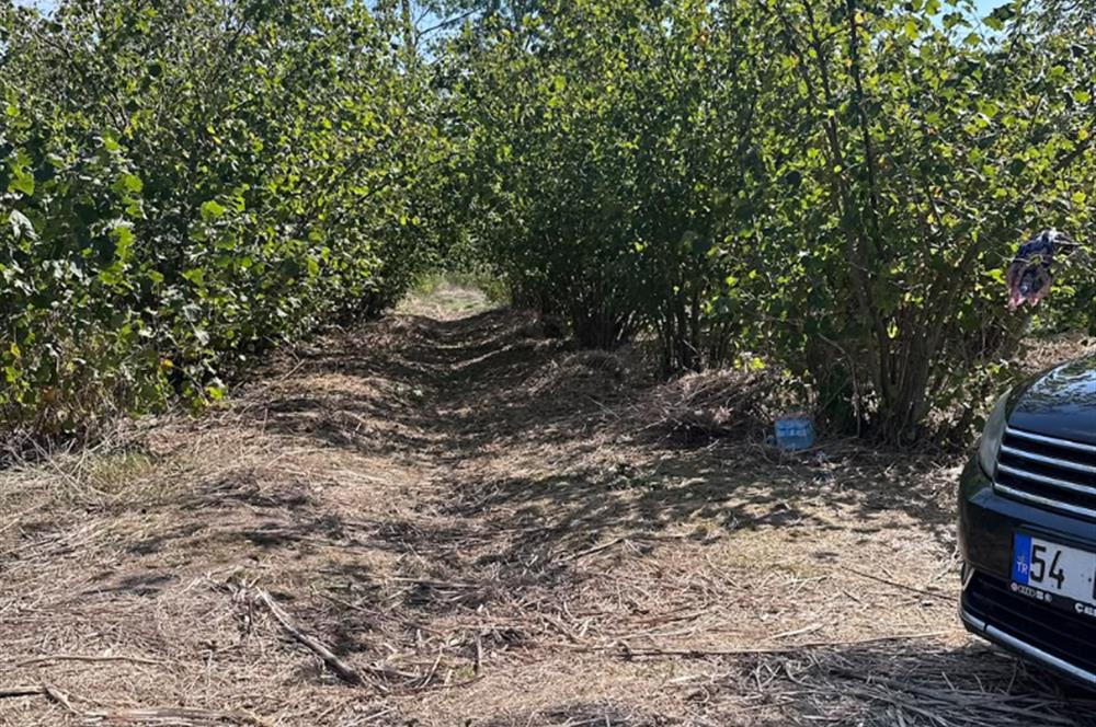 Sakarya Hendek Uzunçarşı Satılık 5.500.000 TL Bahçe