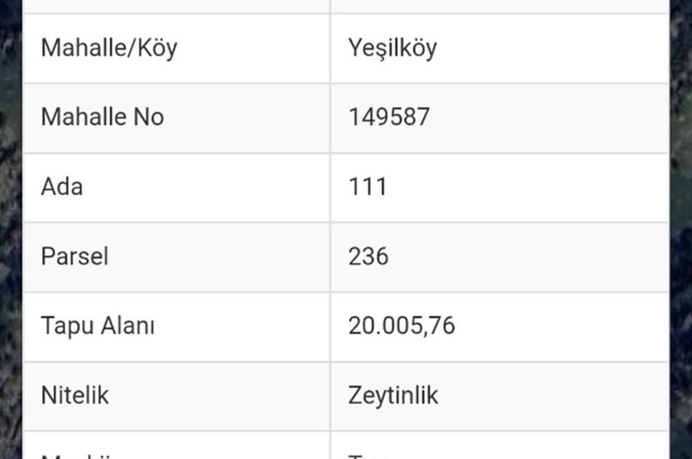 AYDIN SÖKE YEŞİLKÖY SATILIK ZEYTİNLİK