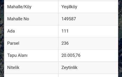 AYDIN SÖKE YEŞİLKÖY SATILIK ZEYTİNLİK