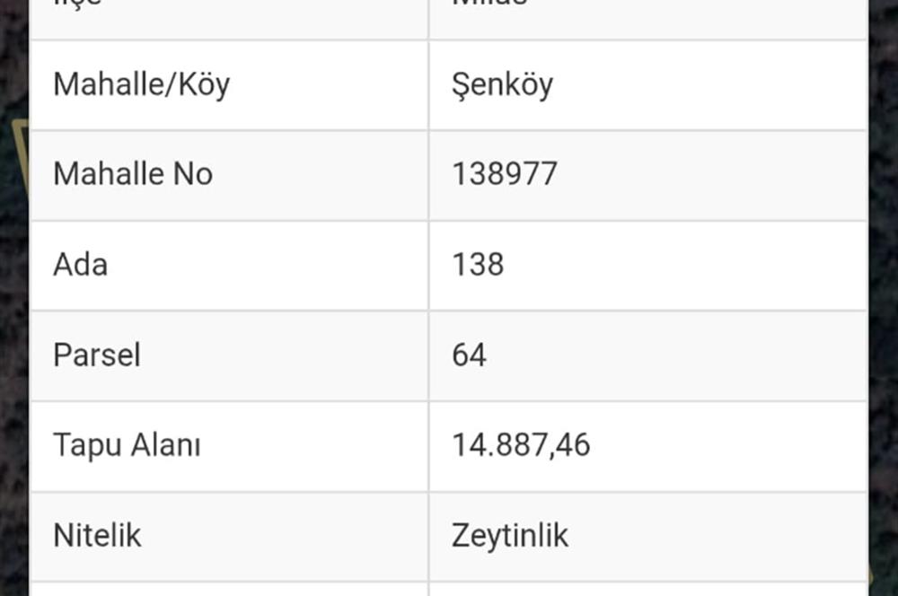 MUĞLA MİLAS ŞENKÖY SATILIK ZEYTİNLİK