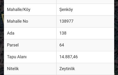 MUĞLA MİLAS ŞENKÖY SATILIK ZEYTİNLİK
