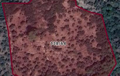 MUĞLA MİLAS ŞENKÖY SATILIK ZEYTİNLİK