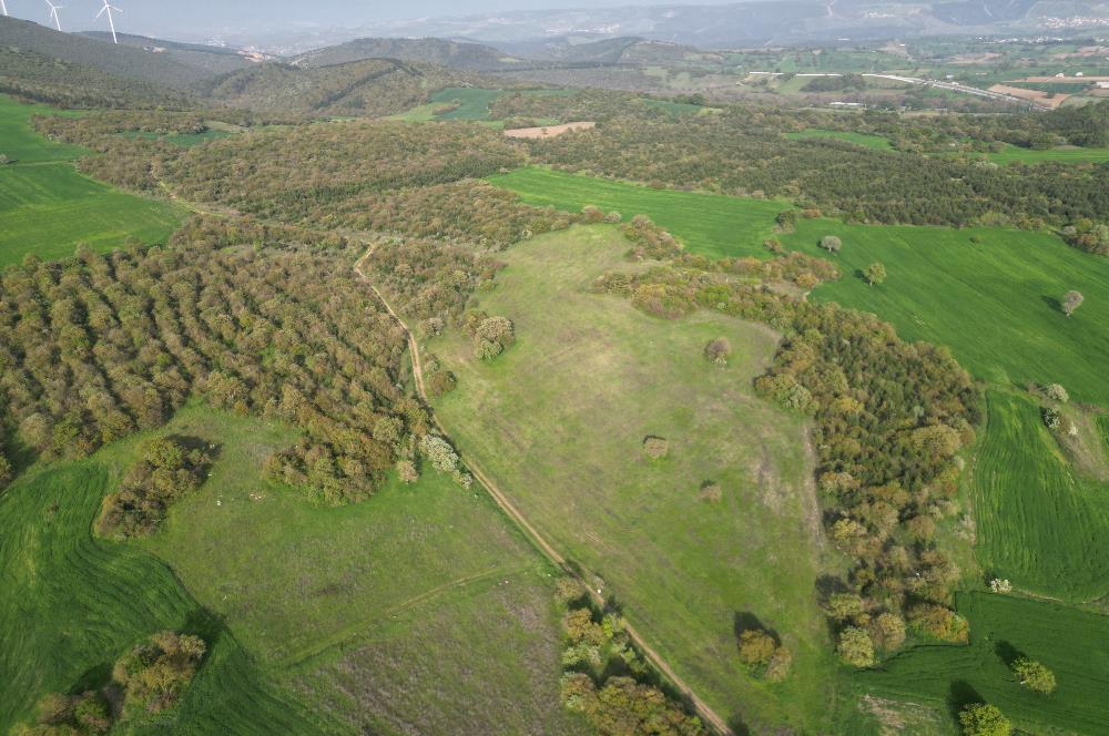 C21 BAL'dan SATILIK TARLA Yeniköy'de HAYVANCILIK ve TARIMA uygun