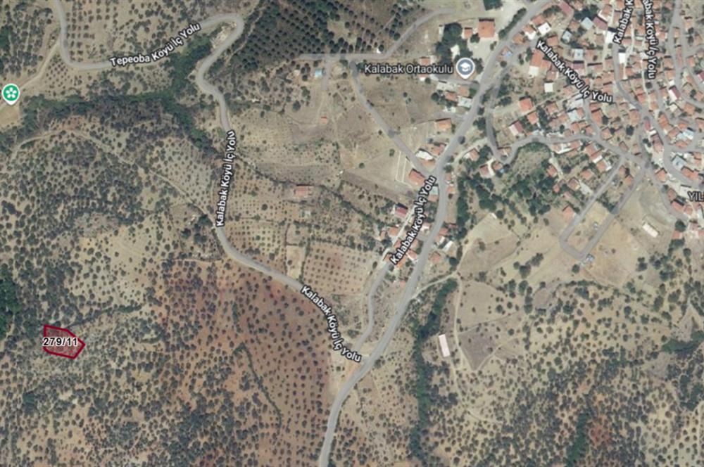 C21 Bal'dan Havran Kalabak Mahallesinde Satılık Zeytinlik