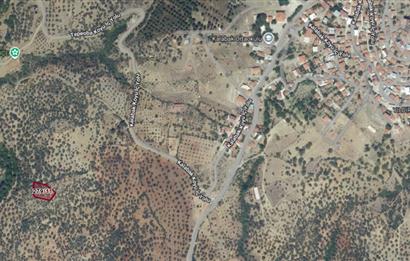 C21 Bal'dan Havran Kalabak Mahallesinde Satılık Zeytinlik