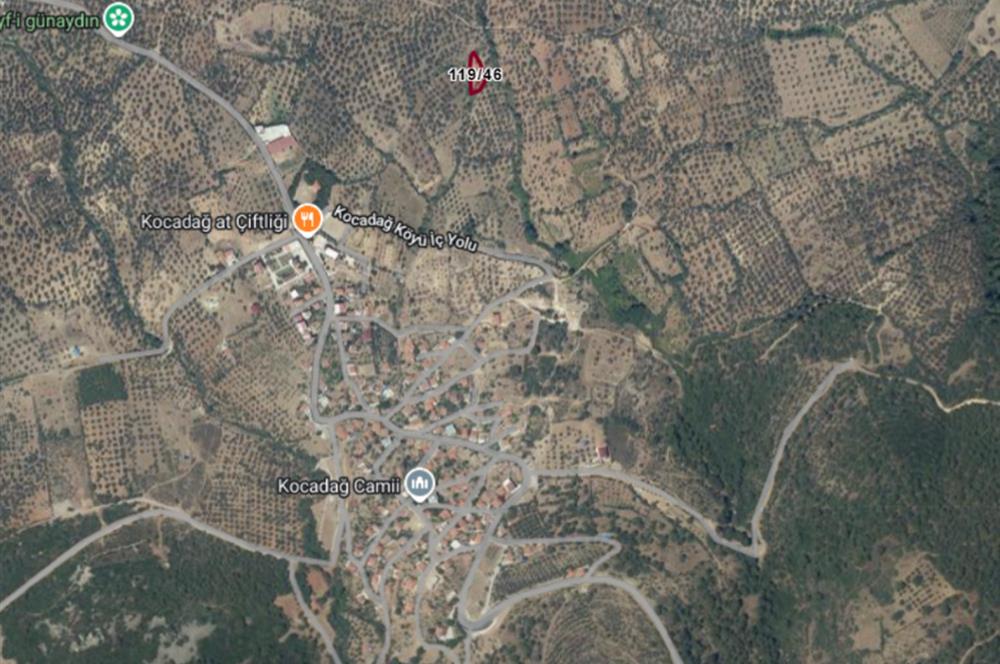 C21 Bal'dan Havran Kocadağ Mahallesinde Satılık Zeytinlik
