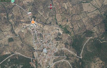 C21 Bal'dan Havran Kocadağ Mahallesinde Satılık Zeytinlik