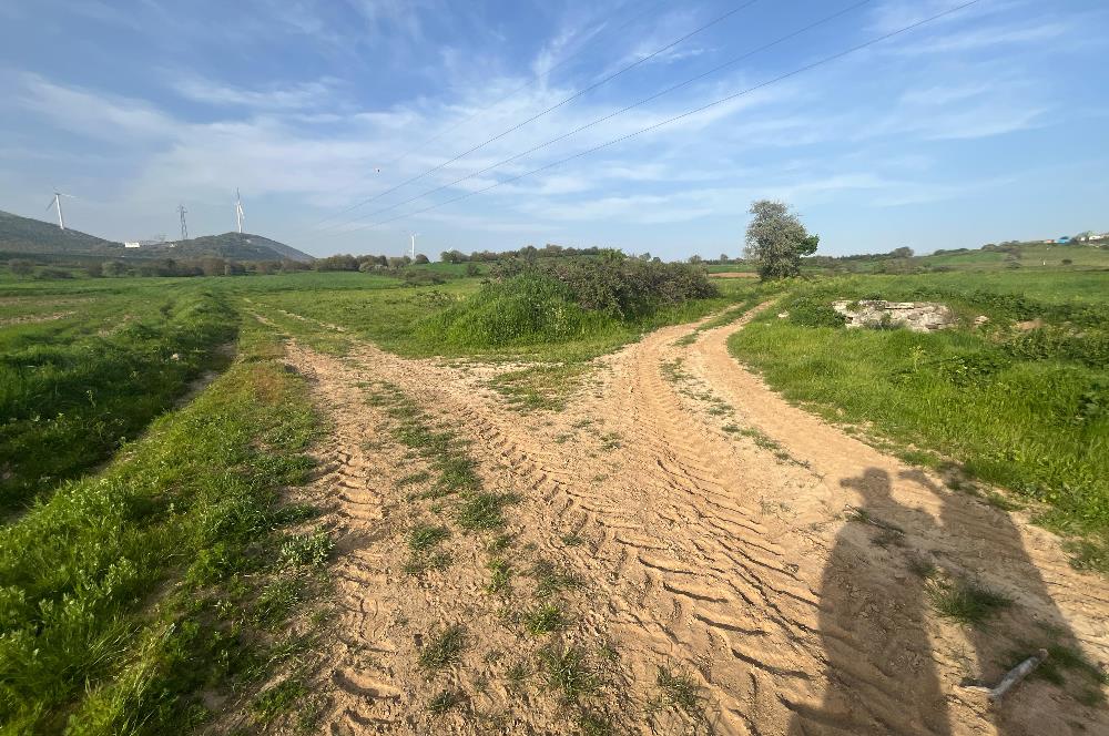 C21 BAL'dan SATILIK TARLA Yeniköy'de HAYVANCILIK ve TARIMA uygun